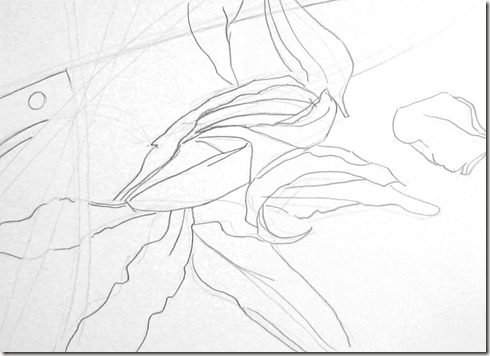 dessin de contour