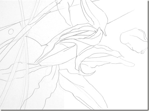 dessin de contour