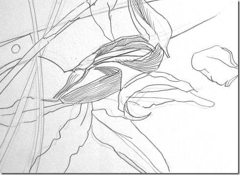 dessin de contour
