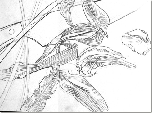 dessin de contour