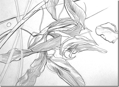 dessin de contour