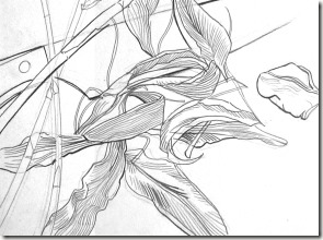 dessin de contour