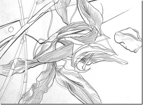 dessin de contour