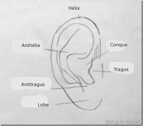 schéma oreille