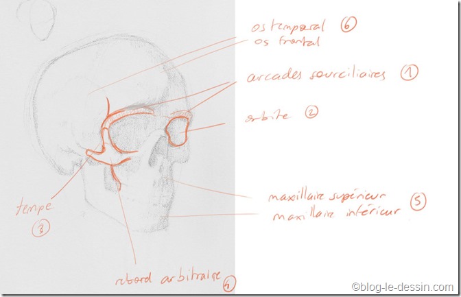 dessin squelette visage