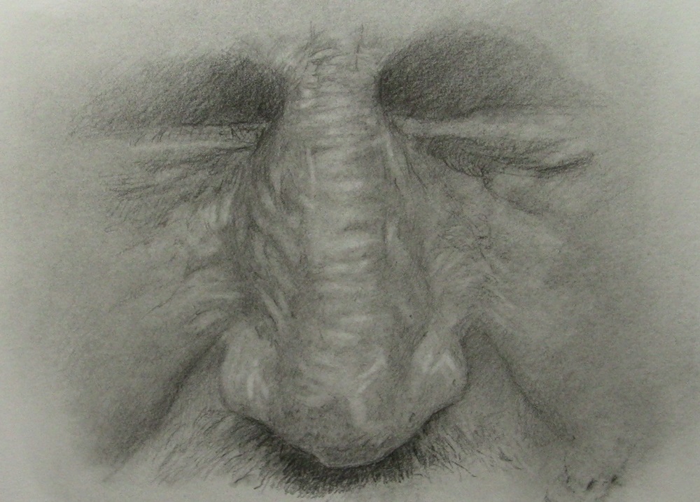 dessin-nez-fini