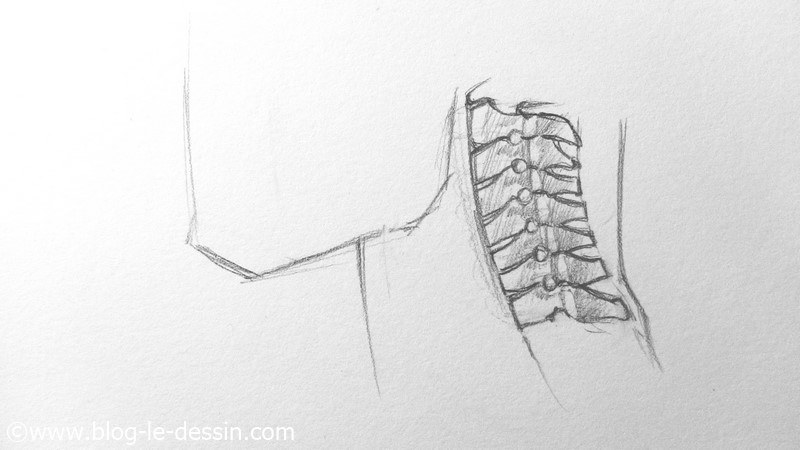 comment dessiner un cou septieme vertebre
