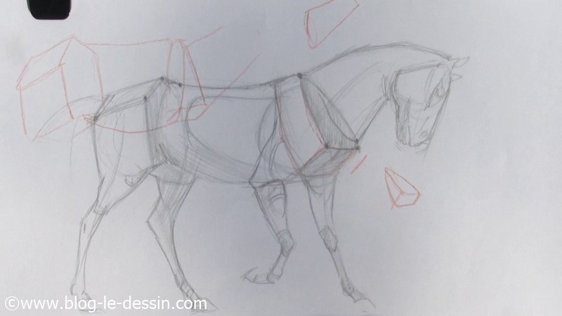 proportions simplifiées pour représenter le cheval en posture debout