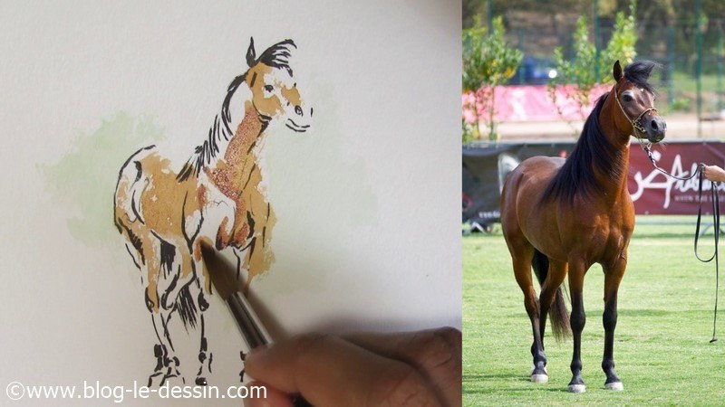 Application de la peinture aquarelle sur le corps du cheval