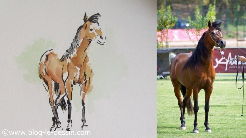 dessin final illustration article cheval esquisse aquarelle