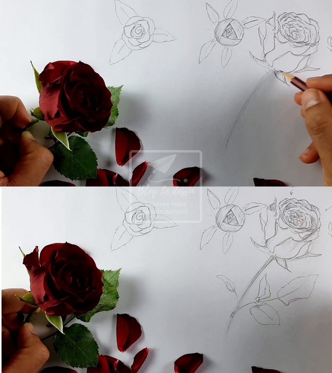 tuto pour dessiner une rose réaliste