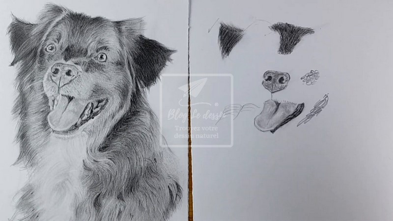 Comment dessiner des animaux facilement : astuces et techniques