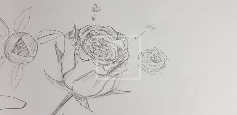 dessiner une belle rose