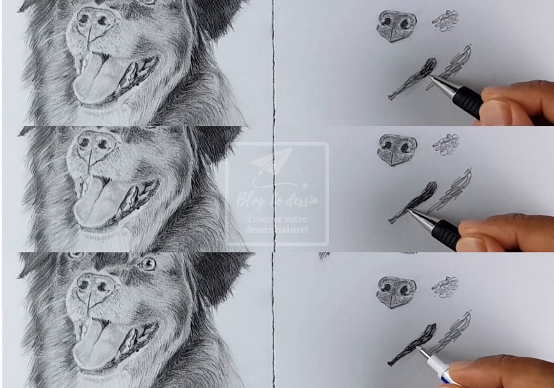 dessiner un portrait de chien réaliste
