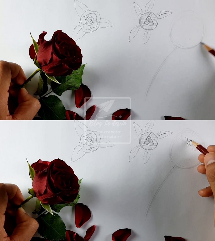 apprendre à dessiner une rose