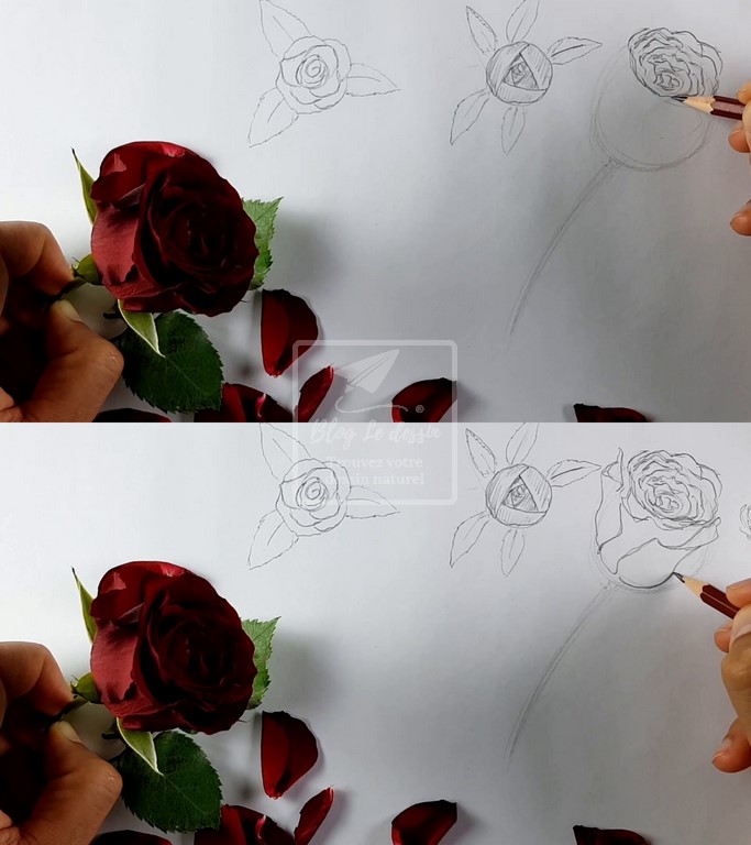 conseil pour bien dessiner une rose