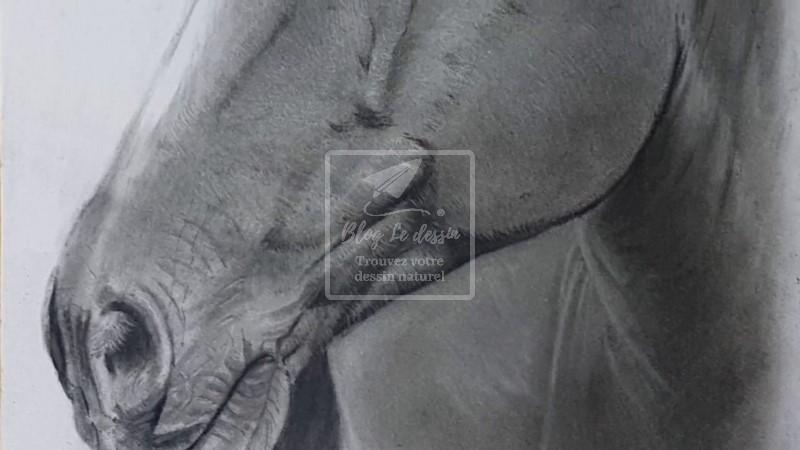 cheval dessin realiste