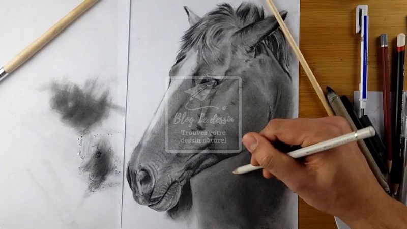 dessin portrait cheval fusain