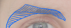 schéma de l'orientation des poils des sourcils