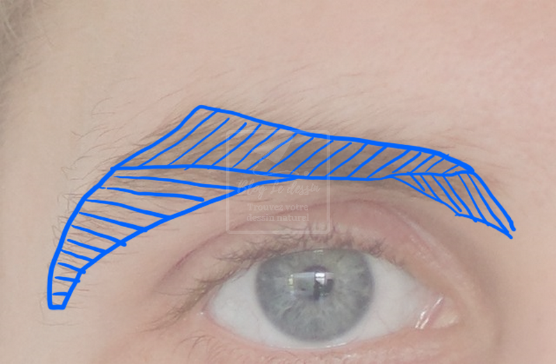 schéma de l'orientation des poils des sourcils