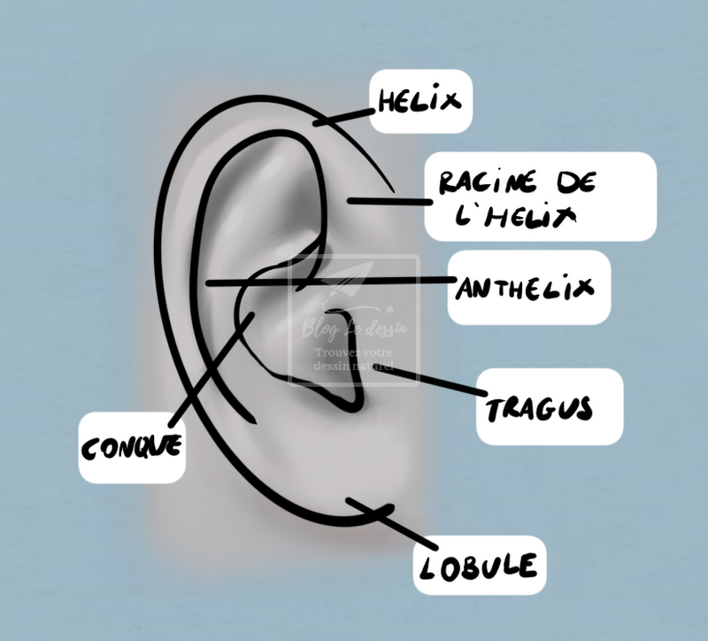 planche anatomique de l'oreille