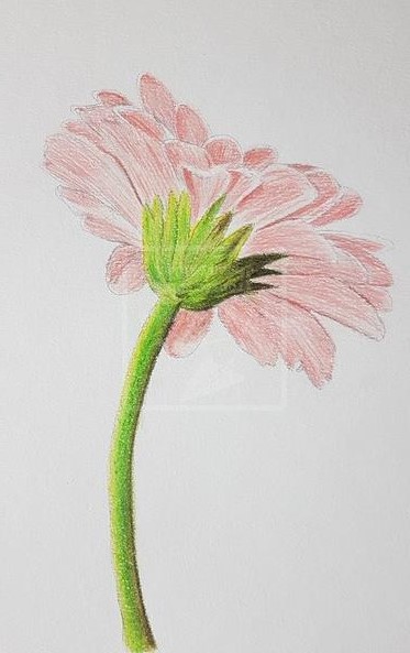 dessin fleur crayons de couleurs sur fond blanc