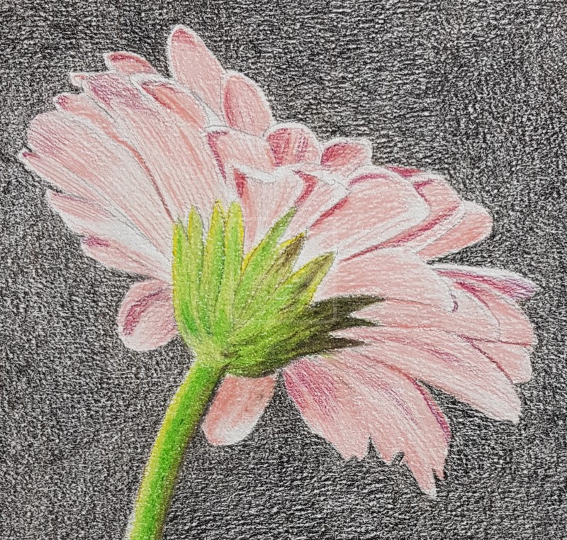 fond brun fleur aux crayons de couleurs sans solvant