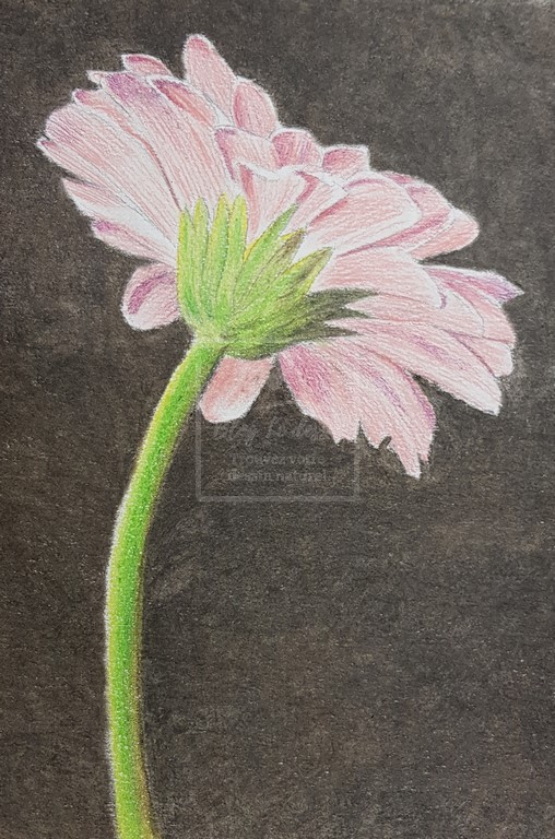 fleur avec fond uniforme avec huile d'olive