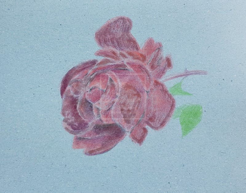 résultat solvant sur rose sur papier bleu