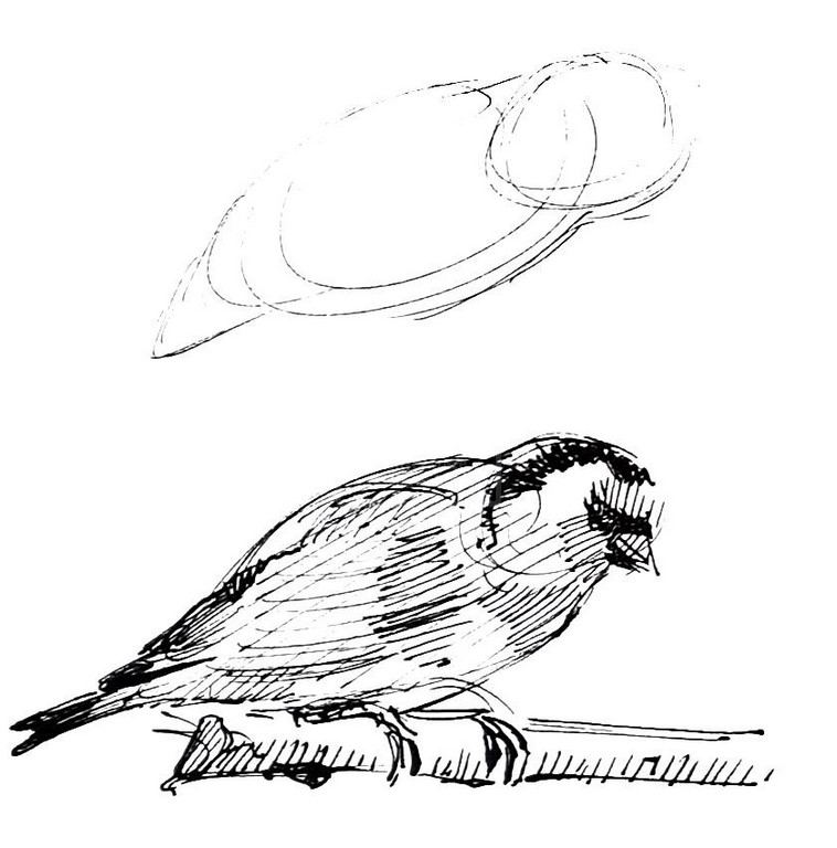 planche esquisse oiseau feutre
