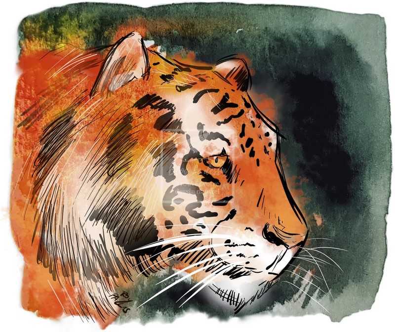 dessin tigre couleur numérique