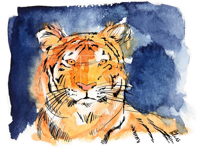 portrait tigre de face sur fond bleu
