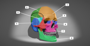 l'anatomie du crane vue de 3-4