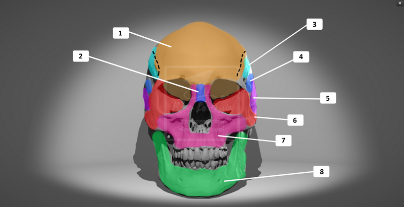 illustration 3D crâne squelette vue de face