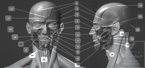 planche illustration ecorche muscles du visage face et profil en 3D