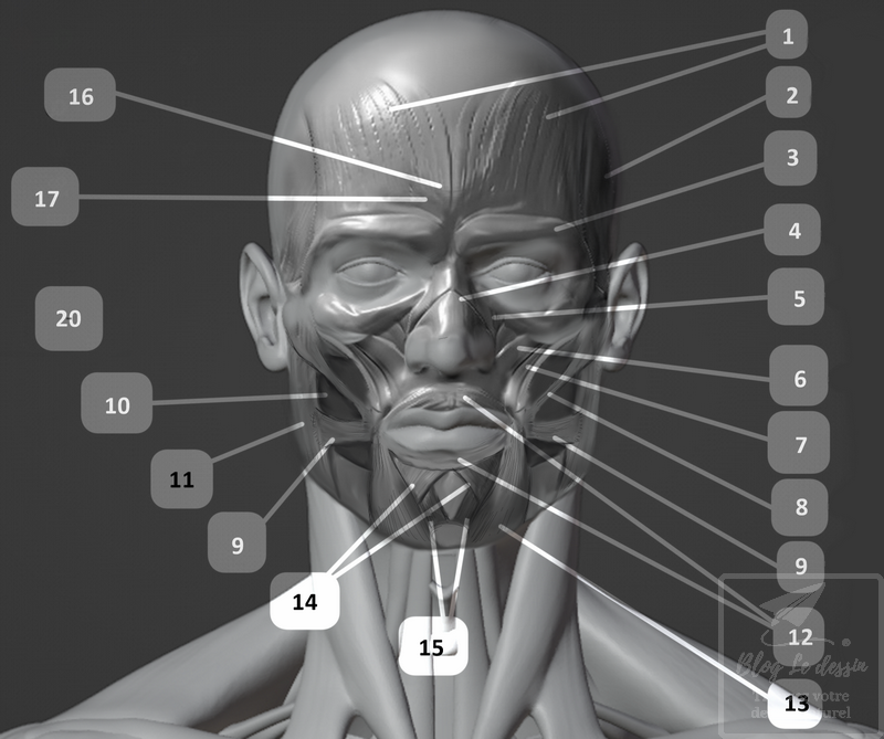 planche illustration ecorche muscles du visage face et profil en 3D