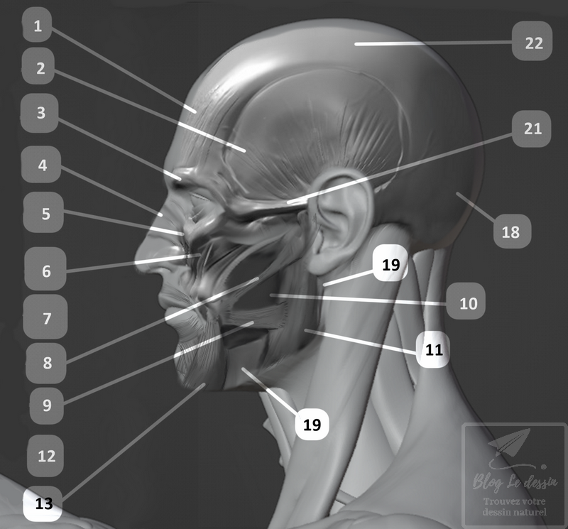 planche illustration ecorche muscles du visage face et profil en 3D